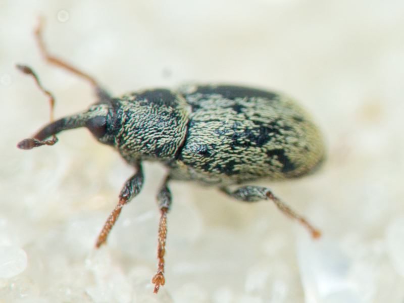 Sibinia (Sibinia) subelliptica Desbrochers des Loges, 1873